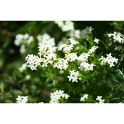 galium noricum ehrend.