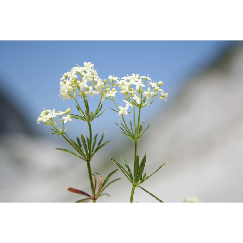 galium noricum ehrend.