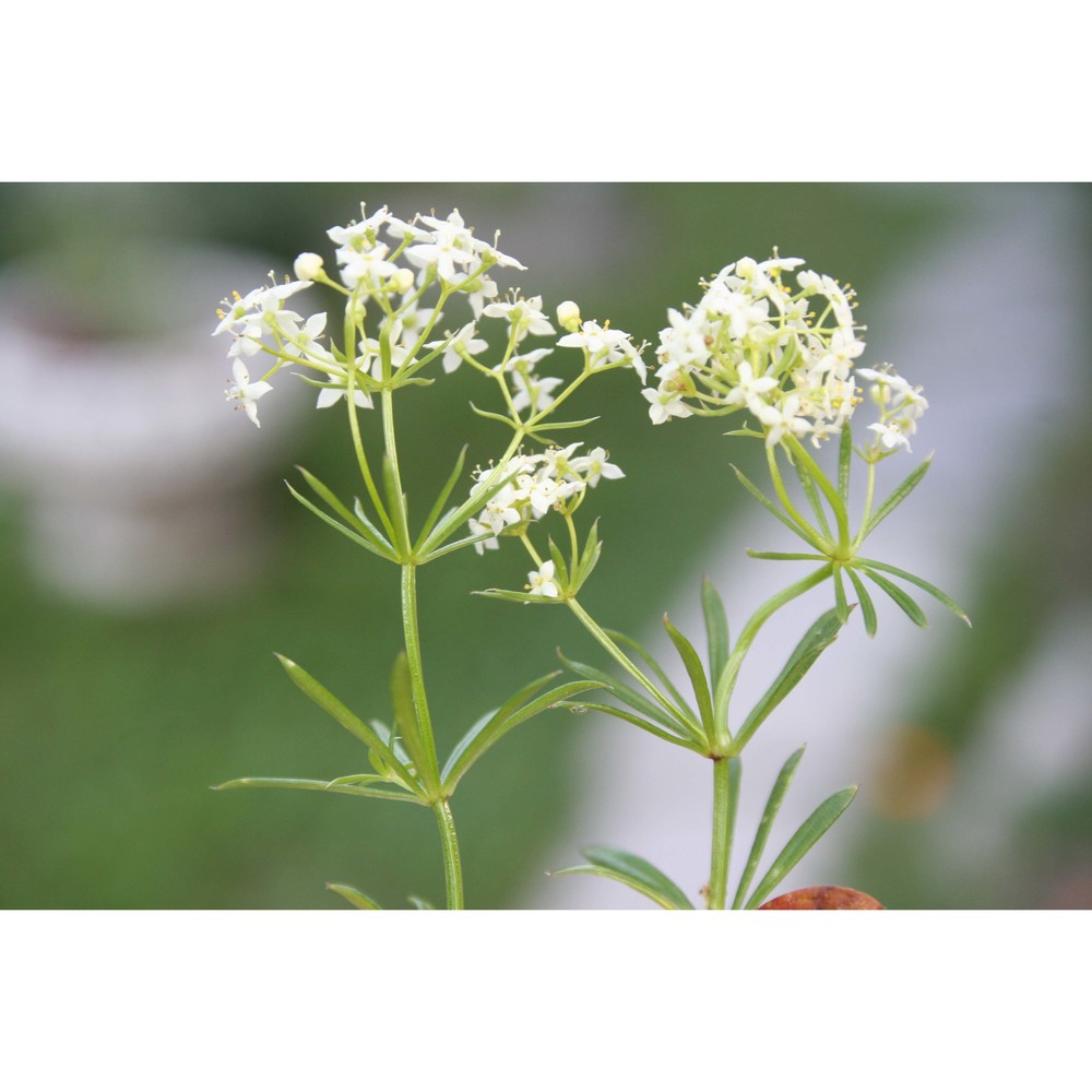 galium noricum ehrend.