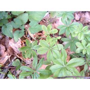 galium odoratum (l.) scop.