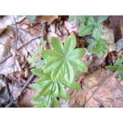 galium odoratum (l.) scop.