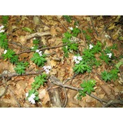 galium odoratum (l.) scop.