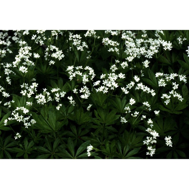 galium odoratum (l.) scop.