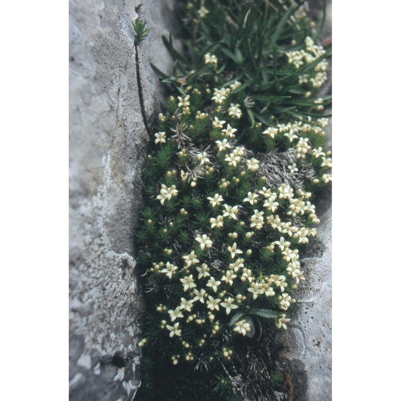 galium palaeoitalicum ehrend.