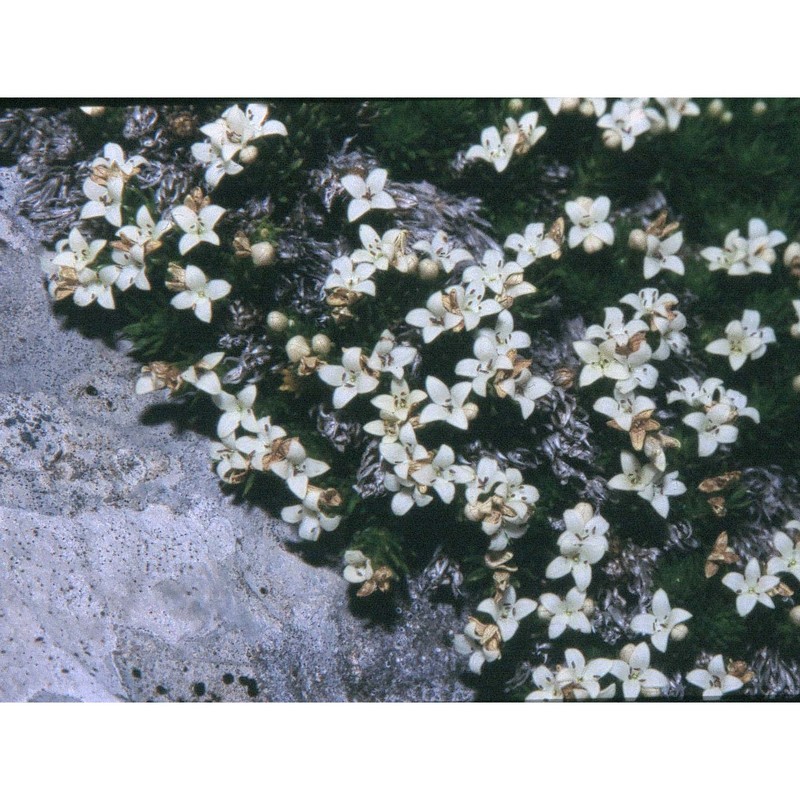 galium palaeoitalicum ehrend.