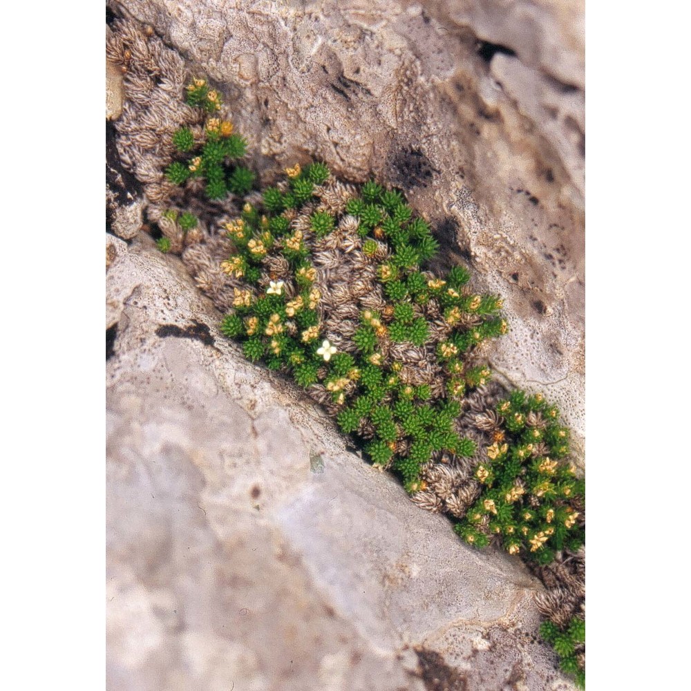 galium palaeoitalicum ehrend.