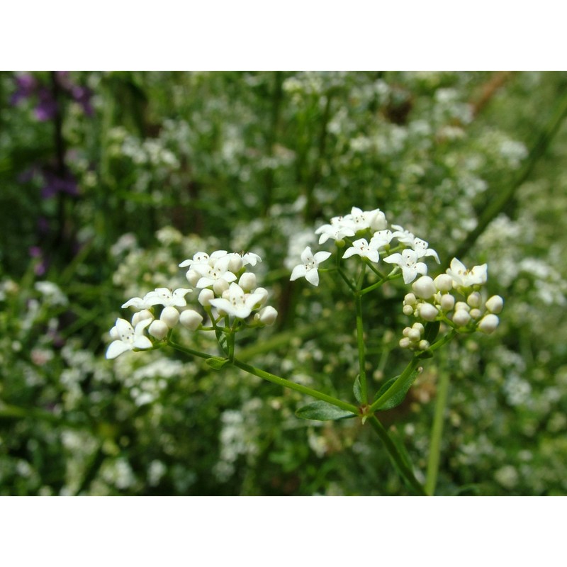 galium palustre l.