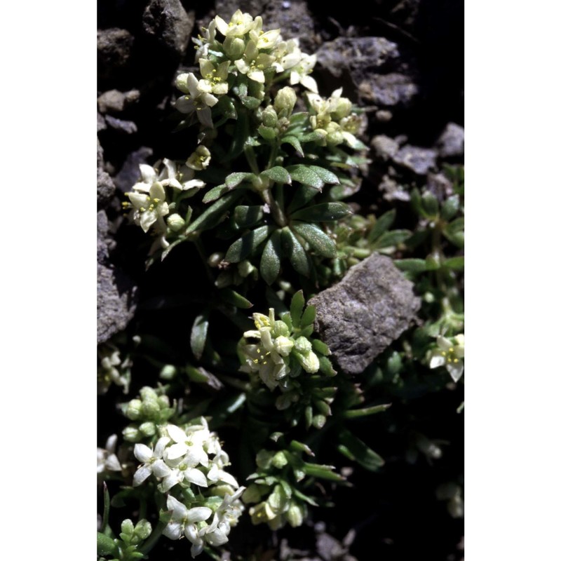 galium pseudohelveticum ehrend.