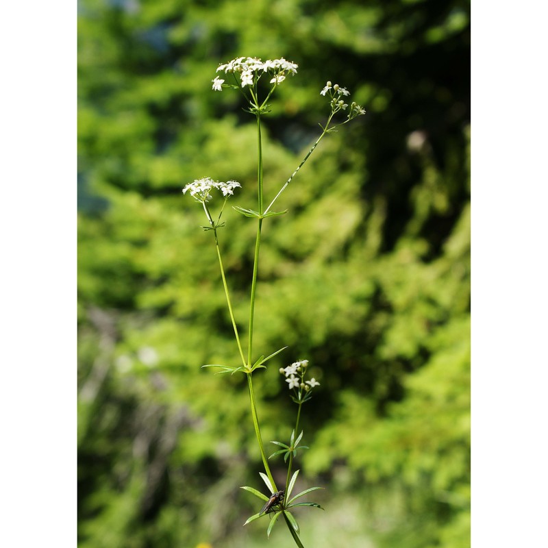 galium pumilum murray