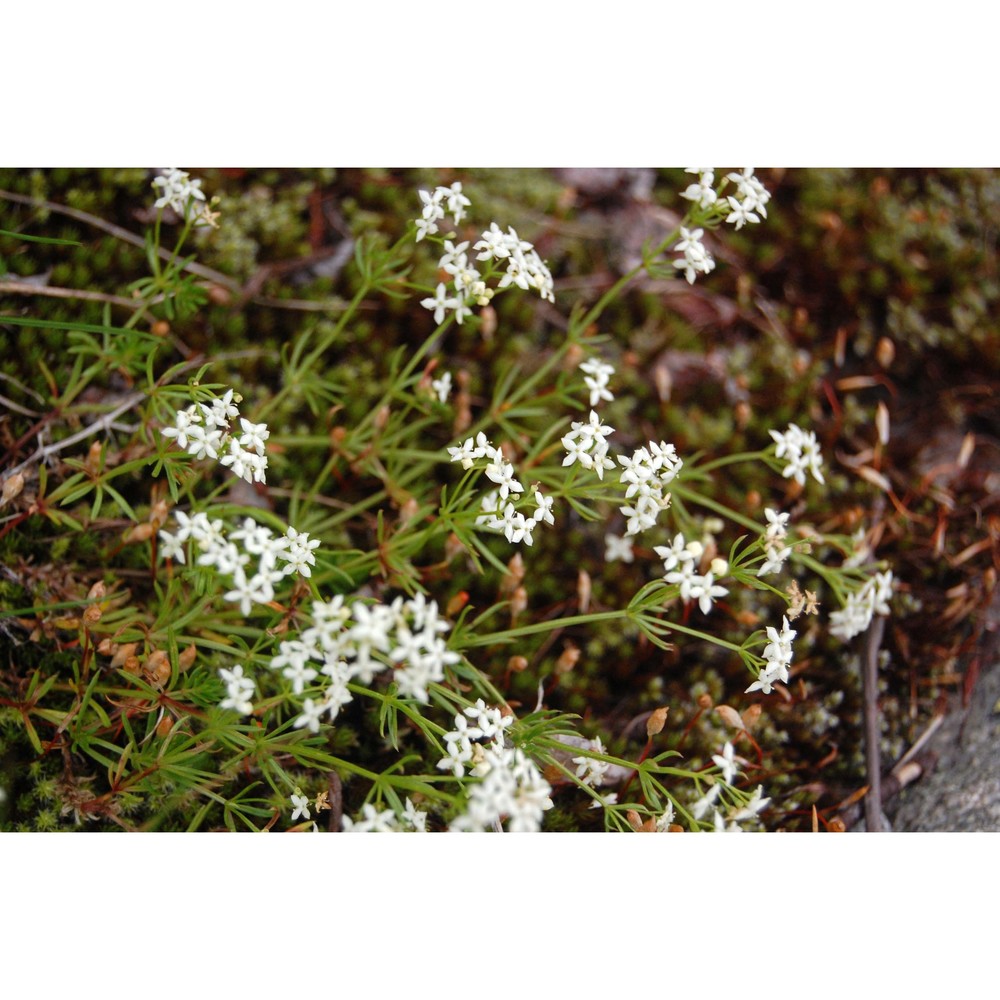 galium pumilum murray