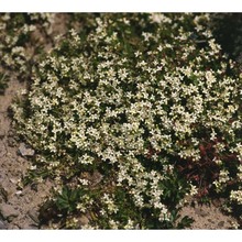 galium pusillum l.