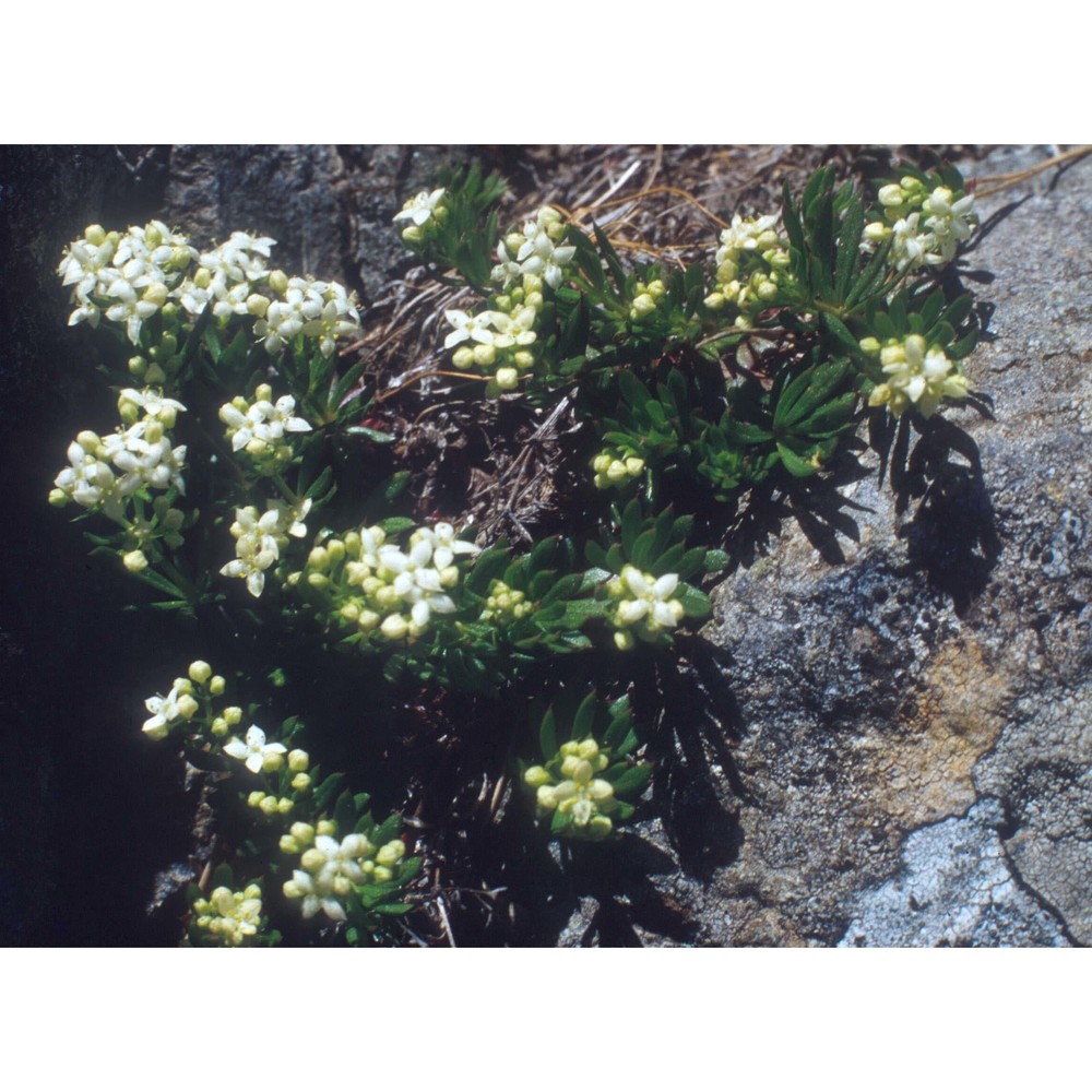 galium pusillum l.