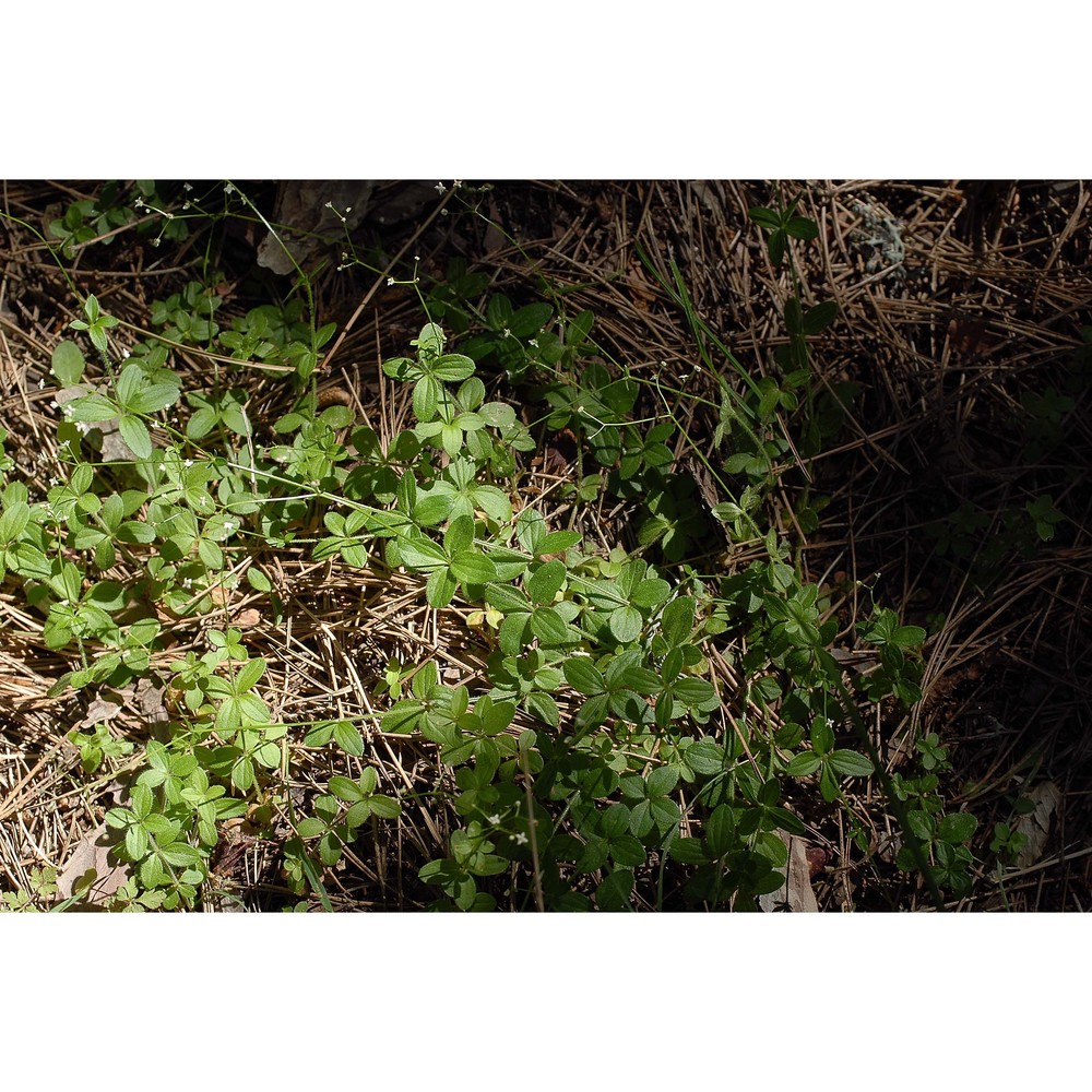 galium rotundifolium l.