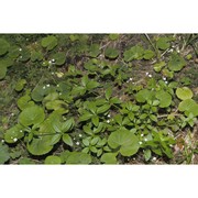 galium rotundifolium l.