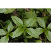 galium rotundifolium l.