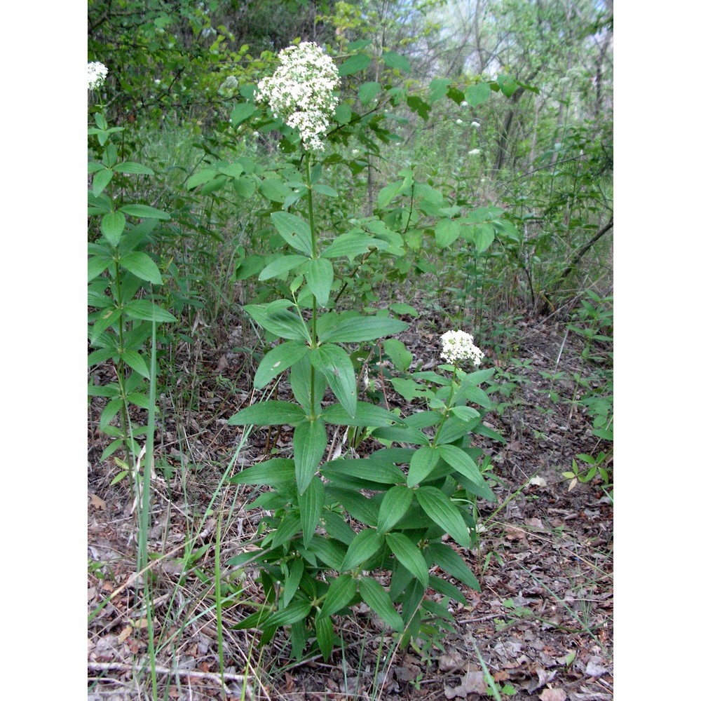 galium rubioides l.