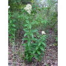 galium rubioides l.