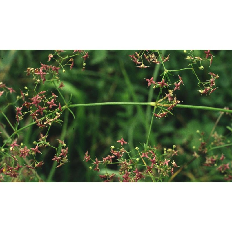 galium rubrum l.