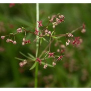 galium rubrum l.