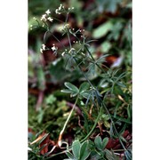 galium saxatile l.