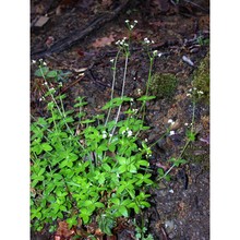 galium scabrum l.