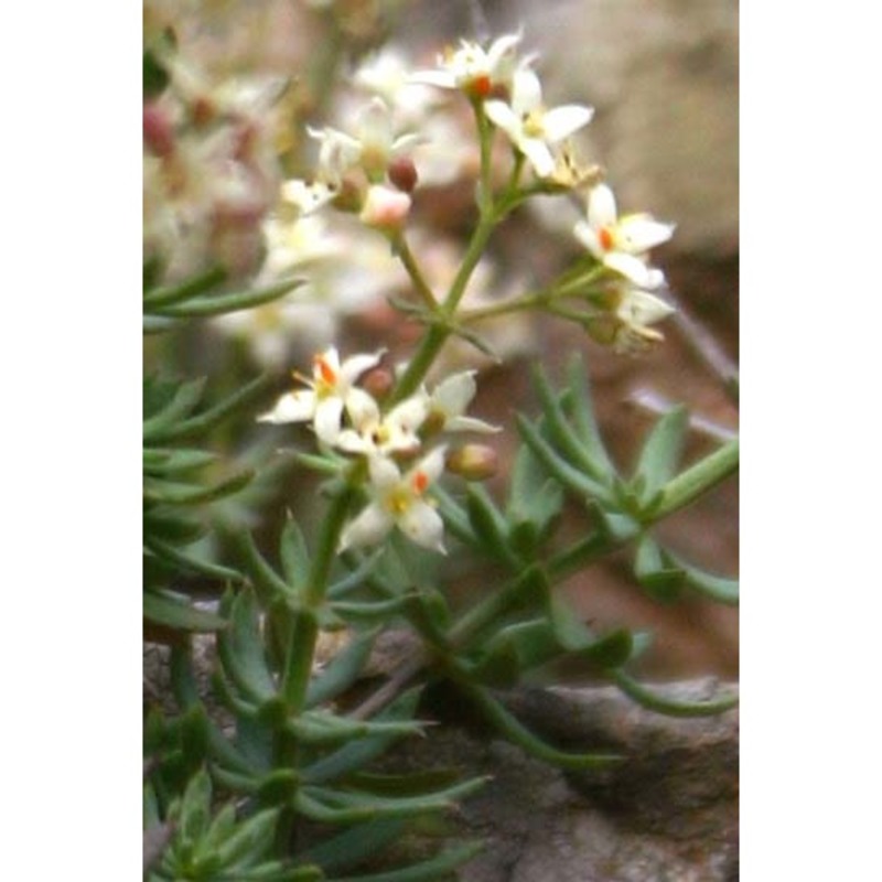 galium schmidii arrigoni