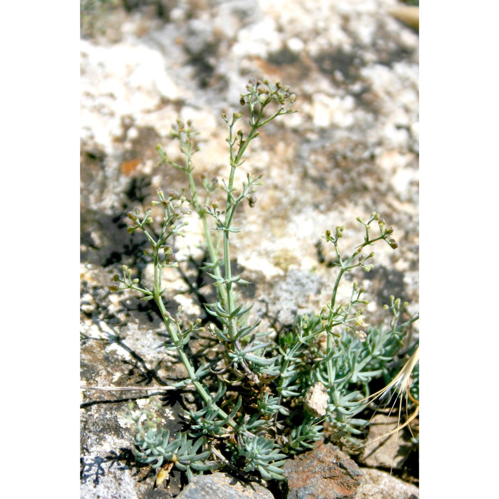 galium schmidii arrigoni