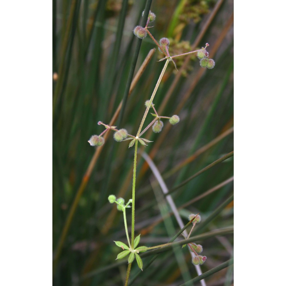 galium spurium l.