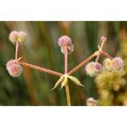 galium spurium l.