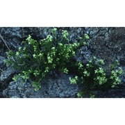 galium tendae rchb. fi.