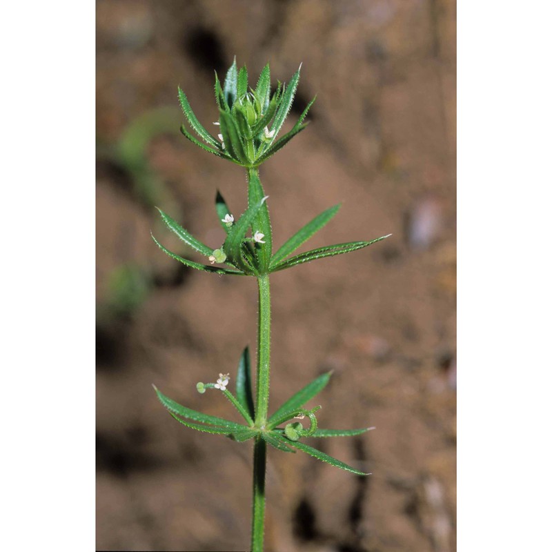 galium tricornutum dandy