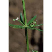 galium tricornutum dandy