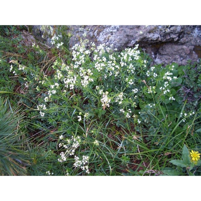 galium uliginosum l.