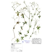 galium uliginosum l.