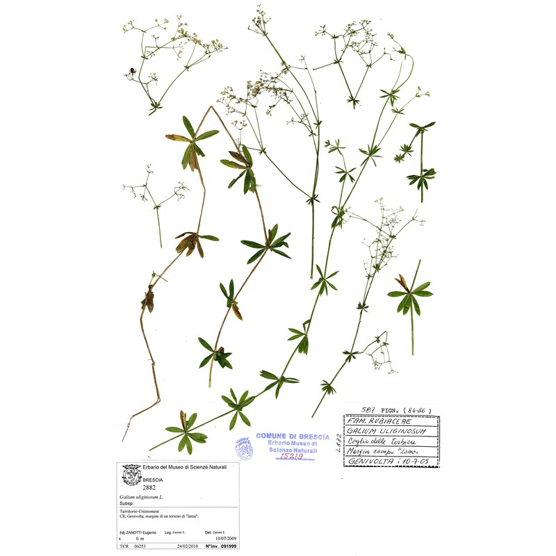 galium uliginosum l.