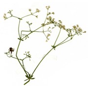 galium uliginosum l.