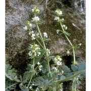 galium verrucosum huds.