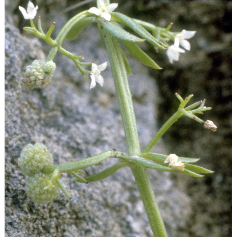 galium verrucosum huds.