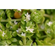 galium verrucosum huds.