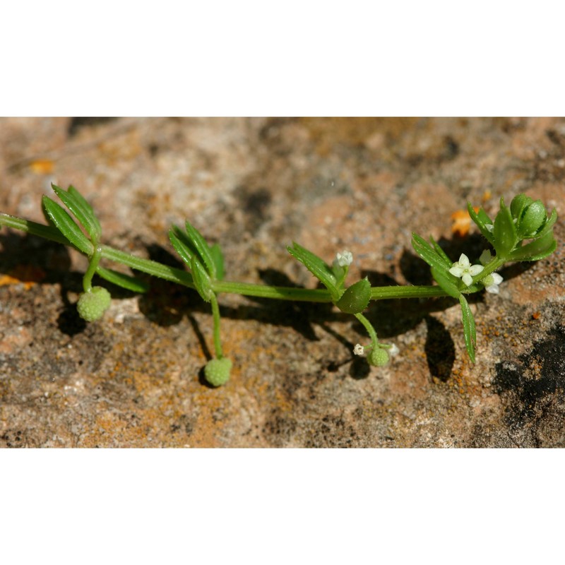 galium verrucosum huds.