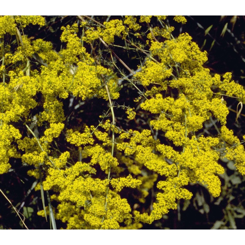 galium verum l.