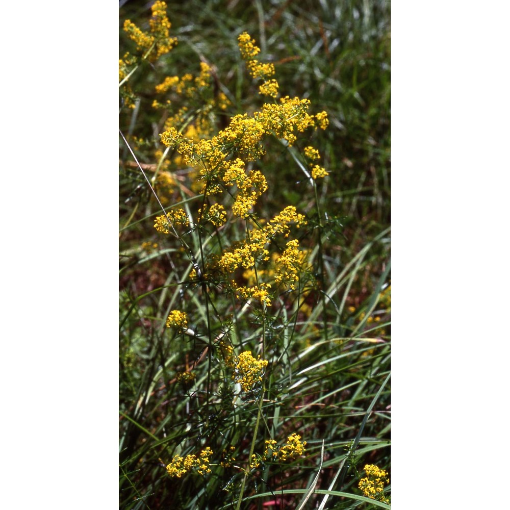 galium verum l.