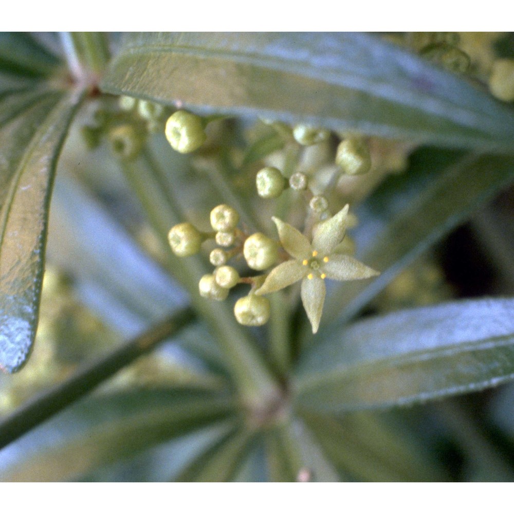 rubia peregrina l.