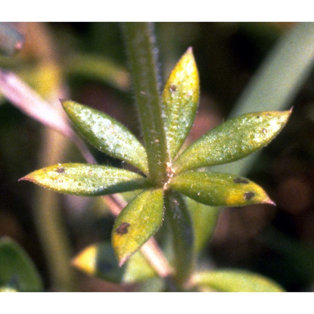 sherardia arvensis l.