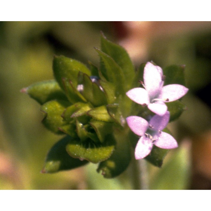 sherardia arvensis l.