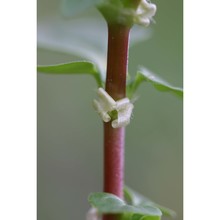 theligonum cynocrambe l.