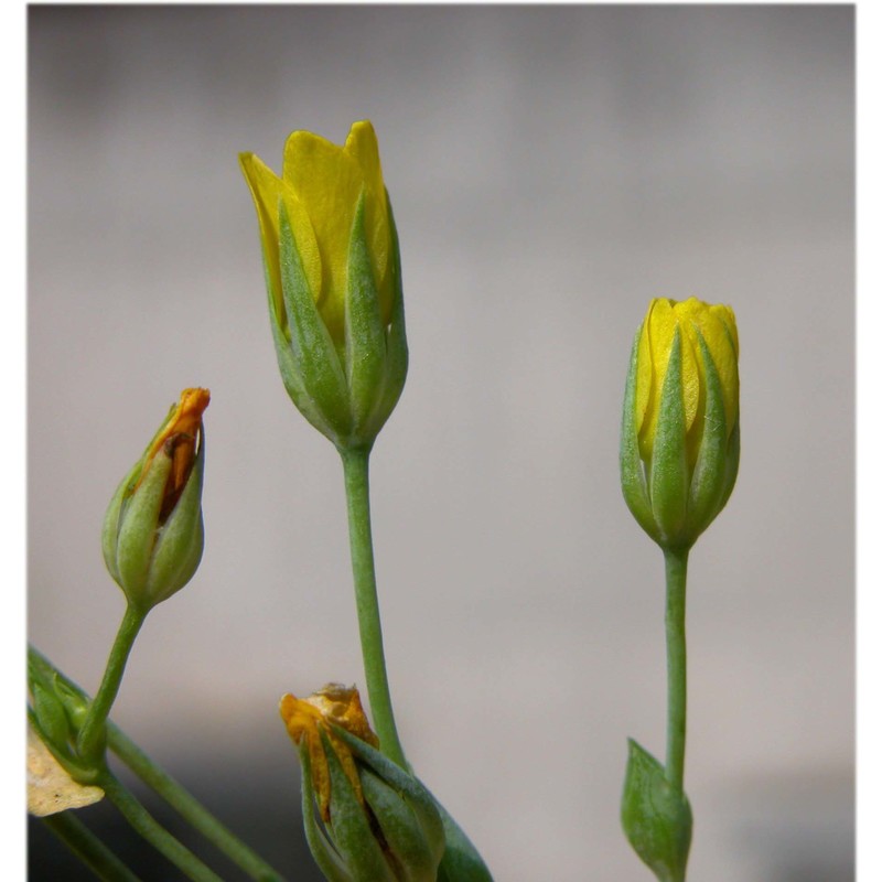 blackstonia acuminata (w. d. j. koch et ziz) domin