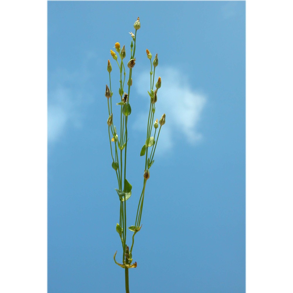 blackstonia acuminata (w. d. j. koch et ziz) domin