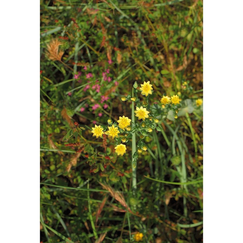 blackstonia grandiflora (viv.) pau