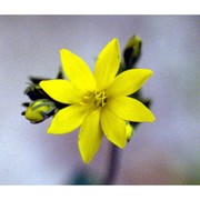 blackstonia perfoliata (l.) huds.